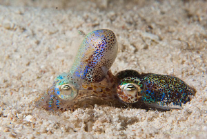 two bobtail squids having fun on a night dive in Malapascua by Mona Dienhart 